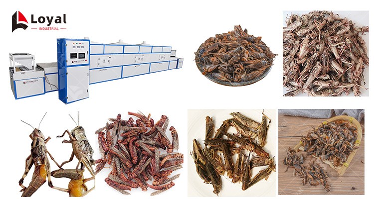 Industrial Microwave Grasshopper Locust Edible Insects Drying and Dehydration Machine